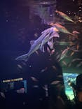 サンシャイン水族館に投稿された画像（2022/7/2）