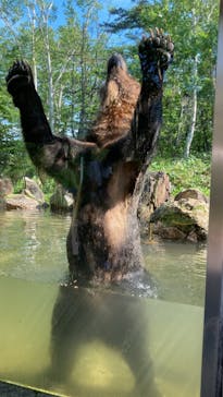 サホロリゾート　ベア･マウンテンに投稿された画像（2022/7/2）