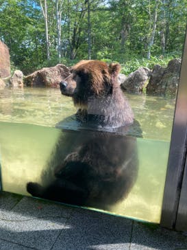 サホロリゾート　ベア･マウンテンに投稿された画像（2022/7/2）