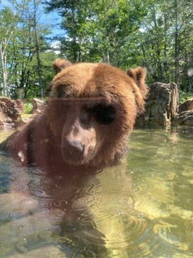 サホロリゾート　ベア･マウンテンに投稿された画像（2022/7/2）