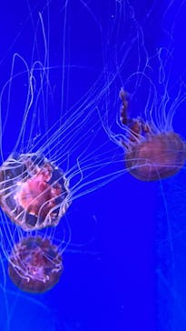 新江ノ島水族館に投稿された画像（2022/7/2）