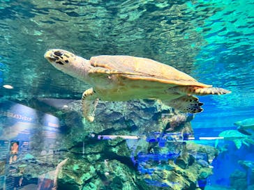 名古屋港水族館に投稿された画像（2022/7/2）
