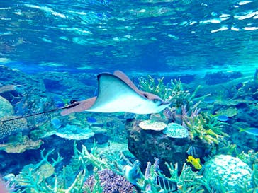 名古屋港水族館に投稿された画像（2022/7/2）