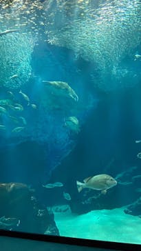 マリンワールド海の中道に投稿された画像（2022/7/3）