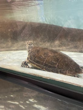 マリンワールド海の中道に投稿された画像（2022/7/3）