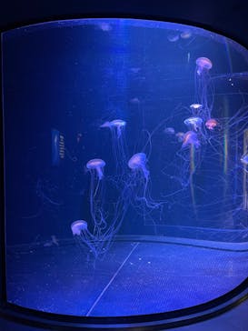 マリンワールド海の中道に投稿された画像（2022/7/3）