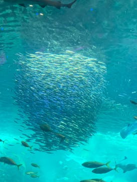 新江ノ島水族館に投稿された画像（2022/7/3）