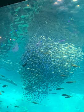 新江ノ島水族館に投稿された画像（2022/7/3）