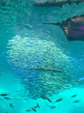 新江ノ島水族館に投稿された画像（2022/7/3）