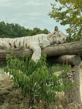 群馬サファリパークに投稿された画像（2022/7/3）