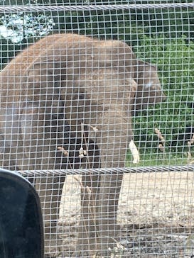 群馬サファリパークに投稿された画像（2022/7/3）