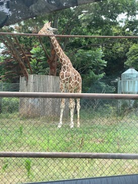 群馬サファリパークに投稿された画像（2022/7/3）