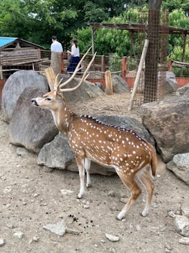 群馬サファリパークに投稿された画像（2022/7/3）