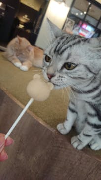 猫カフェモカ　池袋東口店に投稿された画像（2022/7/3）
