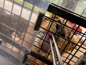 群馬サファリパークに投稿された画像（2022/7/3）