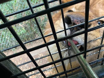 群馬サファリパークに投稿された画像（2022/7/3）