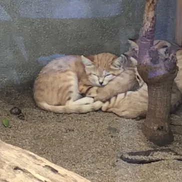 神戸どうぶつ王国に投稿された画像（2022/7/3）