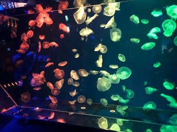 名古屋港水族館に投稿された画像（2022/7/3）