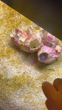 新江ノ島水族館に投稿された画像（2022/7/3）