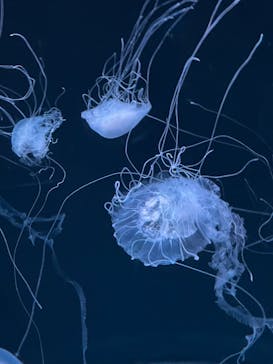 京都水族館に投稿された画像（2022/7/3）