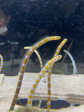 京都水族館に投稿された画像（2022/7/3）