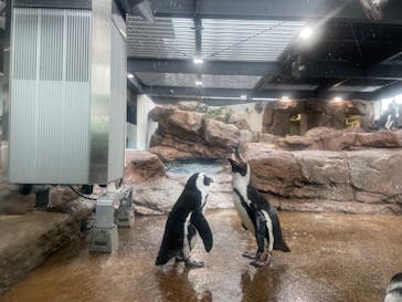 京都水族館に投稿された画像（2022/7/3）