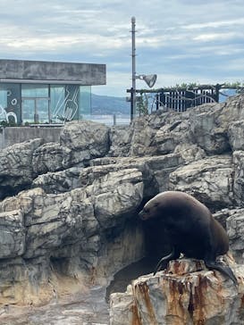 大分マリーンパレス水族館 「うみたまご」に投稿された画像（2022/7/3）