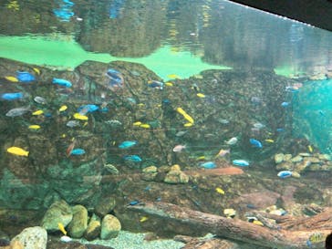 滋賀県立琵琶湖博物館に投稿された画像（2022/7/3）