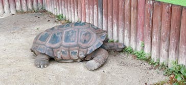 東武動物公園に投稿された画像（2022/7/3）