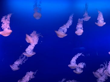 新江ノ島水族館に投稿された画像（2022/7/3）