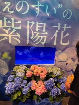 新江ノ島水族館に投稿された画像（2022/7/3）