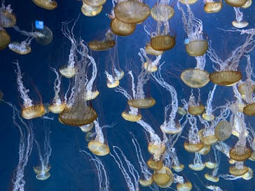新江ノ島水族館に投稿された画像（2022/7/3）