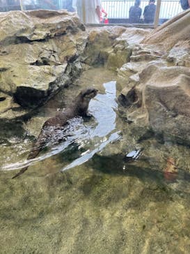 新江ノ島水族館に投稿された画像（2022/7/3）