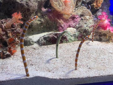 新江ノ島水族館に投稿された画像（2022/7/3）