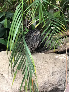 神戸どうぶつ王国に投稿された画像（2022/7/3）