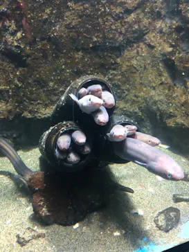 仙台うみの杜水族館に投稿された画像（2022/7/3）