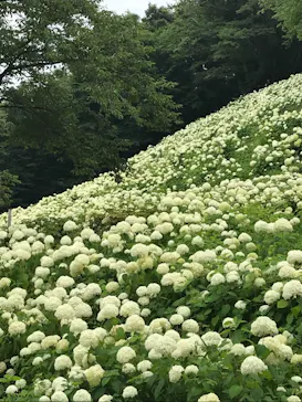 わんダフルネイチャーヴィレッジに投稿された画像（2022/7/3）