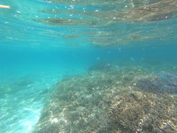 西表島 ADVENTURE PiPi（アドベンチャーピピ）に投稿された画像（2022/7/3）