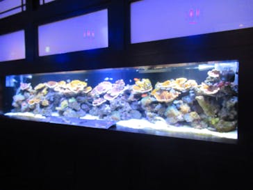 横浜開運水族館 フォーチュンアクアリウムに投稿された画像（2022/7/3）