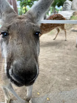神戸どうぶつ王国に投稿された画像（2022/7/3）