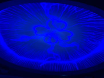 新江ノ島水族館に投稿された画像（2022/7/3）