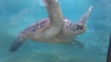 新江ノ島水族館に投稿された画像（2022/7/3）