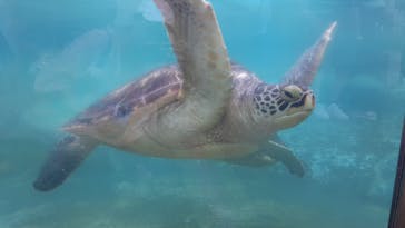 新江ノ島水族館に投稿された画像（2022/7/3）