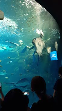 新江ノ島水族館に投稿された画像（2022/7/3）