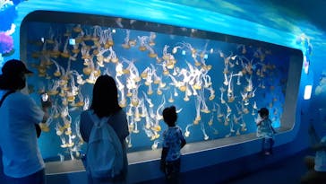 新江ノ島水族館に投稿された画像（2022/7/3）