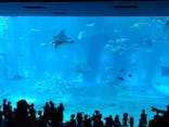 沖縄美ら海水族館に投稿された画像（2022/7/3）