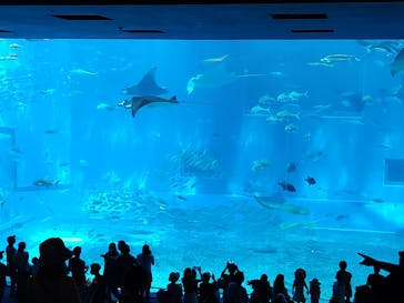 沖縄美ら海水族館に投稿された画像（2022/7/3）