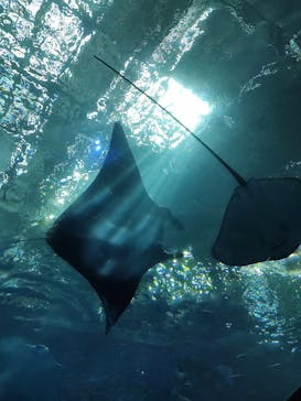 沖縄美ら海水族館に投稿された画像（2022/7/3）