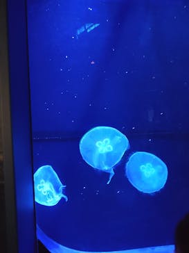 沖縄美ら海水族館に投稿された画像（2022/7/3）