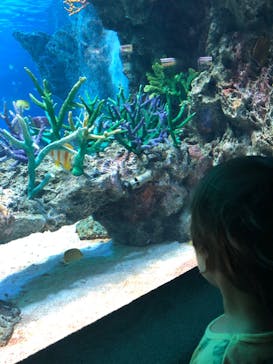 サンシャイン水族館に投稿された画像（2022/7/3）